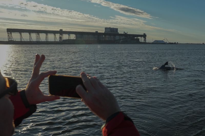 Geoff York, research director for Polar Bears International, takes a photo of a beluga whale as it surfaces, Sunday, Aug. 4, 2024, in the Churchill River near Churchill, Manitoba. (AP Photo/Joshua A. Bickel)