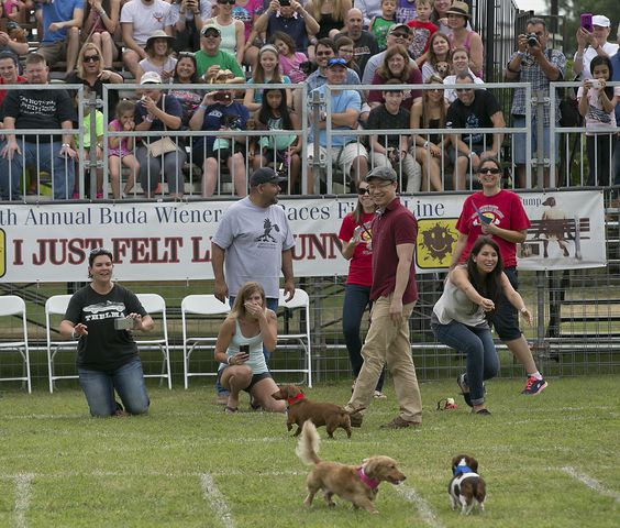 Buda Wiener Dog Race, 4.26.15