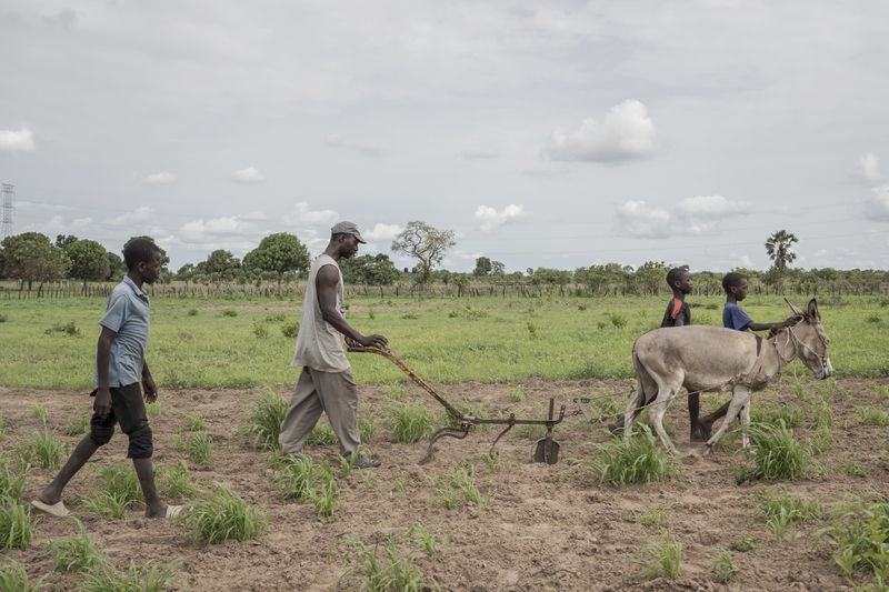 Lamin Sanneh, center, who supports 22 family members and rarely receives remittances from his migrant brother, plows in Kaiaf , Gambia, on July 27, 2024. (AP Photo/Annika Hammerschlag)