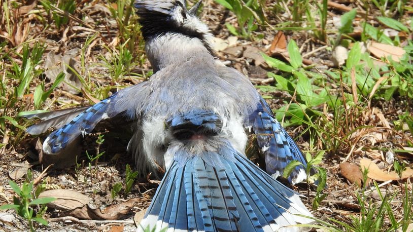 Weekend Birding: Juvenile Blue Jay