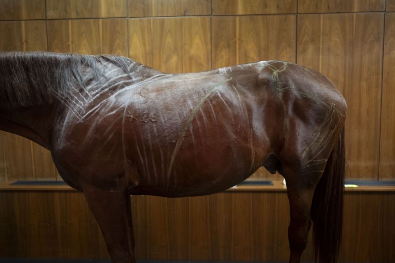 Dr. Peter Sotonyi, rector of the University of Veterinary Medicine in Budapest, Hungary, gives an anatomy lecture for first-year students, using chalk to mark the body of live horses, Monday, Sept 9. 2024. (AP Photo/Denes Erdos)