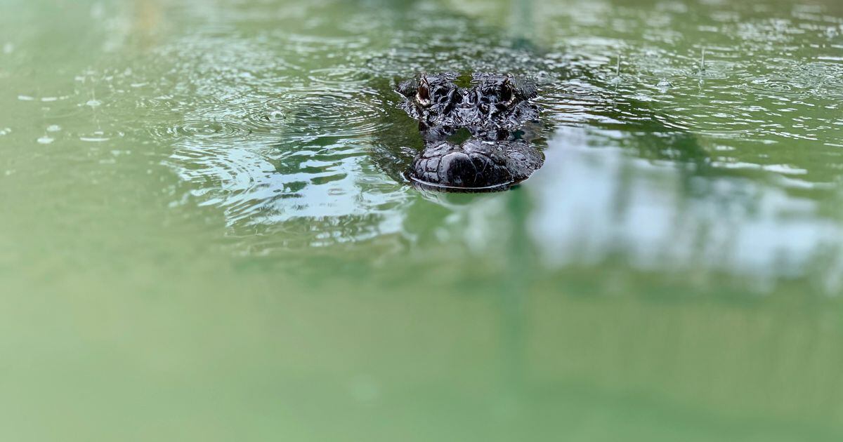 A fiery entrance for Miami Dolphins players – A GATOR IN NAPLES