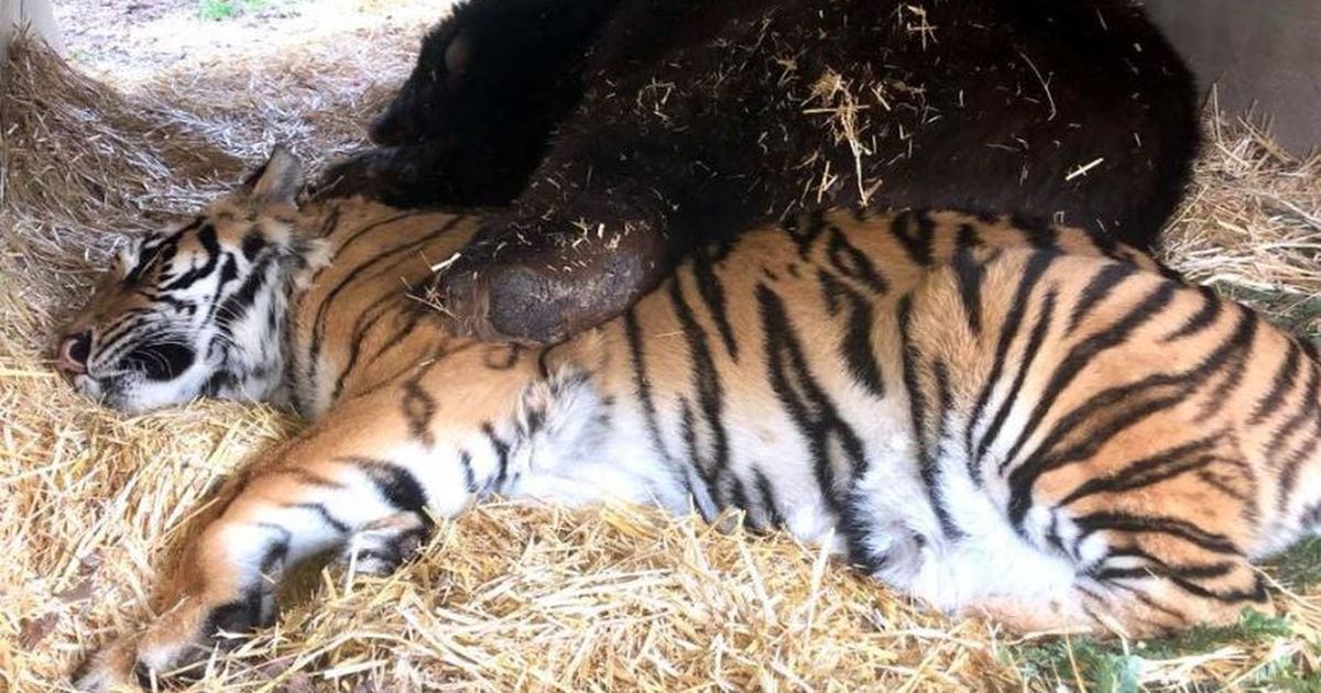 When a Bengal becomes a Lion