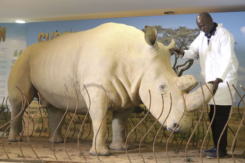 National Museums of Kenya research scientist Bernard Agwanda, inspects the taxidermy of last male northern white rhino, known as 'Sudan' at National Museums of Kenya, on the outskirts of Nairobi, Kenya, Wednesday, Sept. 18, 2024. (AP Photo/Andrew Kasuku)