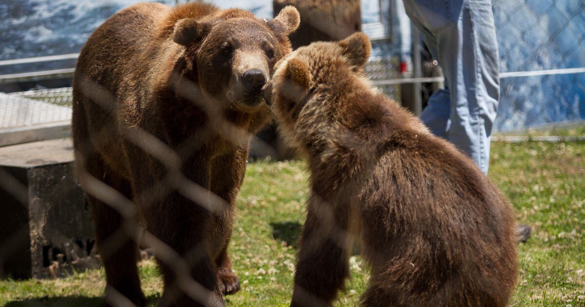 Grizzlies Cub Toddler Tee