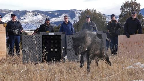 FILE - In this photo provided by Colorado Parks and Wildlife, wildlife officials release five gray wolves onto public land in Grand County, Colo., Monday, Dec. 18, 2023. (Colorado Natural Resources via AP)