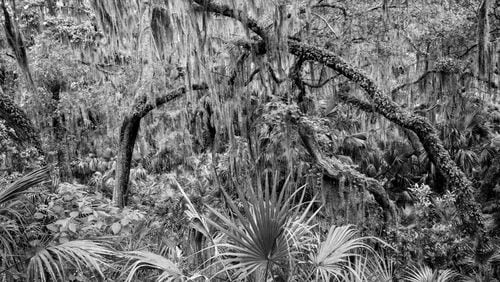 Beate Sass, a photographer based in Decatur, Georgia, has her work "Ancient Maritime Forest" on display in the "With Rapture and Astonishment" exhibit at the University of Georgia Circle Gallery from June 24 through Sept. 12.