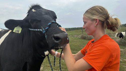 Osceola County 4-H member Alison Smith tends to a heifer named Evergreen Thursday, Aug. 1, 2024, on a farm in Hersey Township, Mich. (AP Photo/Mike Householder)