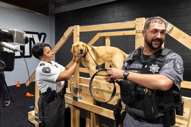 Sherlock, Cobb County's first K-9 trained to detect hidden electronic devices, gets in position for media interviews at the Cobb County Sheriff’s Office in Marietta on Friday, September 20, 2024, with Assistant Chief Gina Hawkins, left, and his handler Deputy Carl Cramer, right. (Arvin Temkar / AJC)