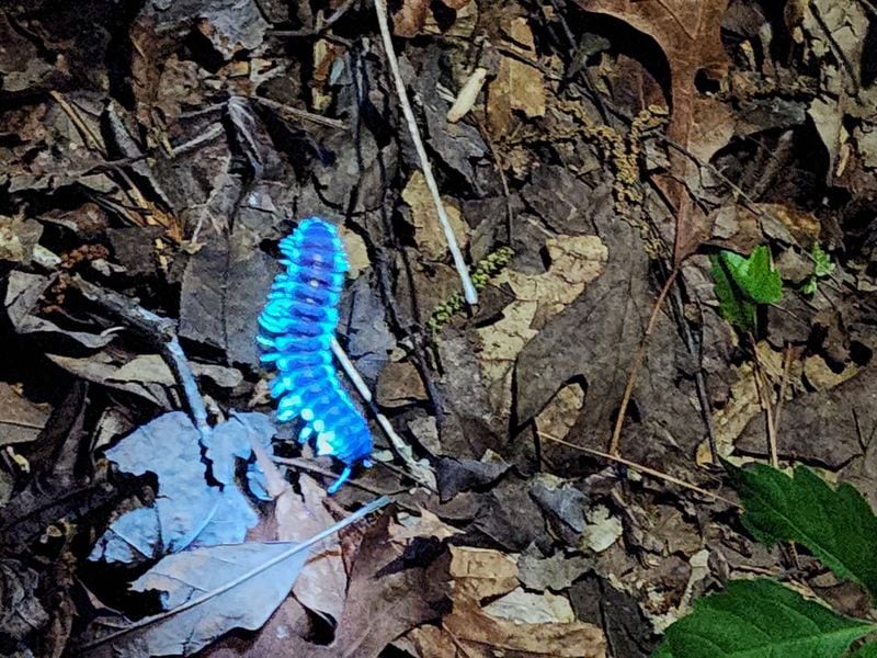 A fluorescent millipede is spotted on a night hike at Sweetwater Creek State Park. 
(Courtesy of Sweetwater Creek State Park/Georgia State Parks and Historic Sites Division)