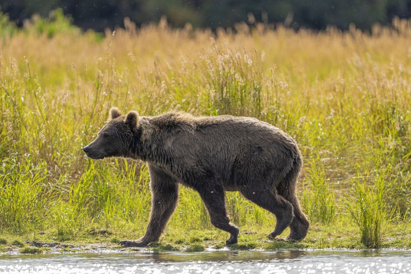 This image provided by the National Park Service shows bear 519 at Katmai National Park in Alaska on Sept. 12, 2024. (F. Jimenez/National Park Service via AP)