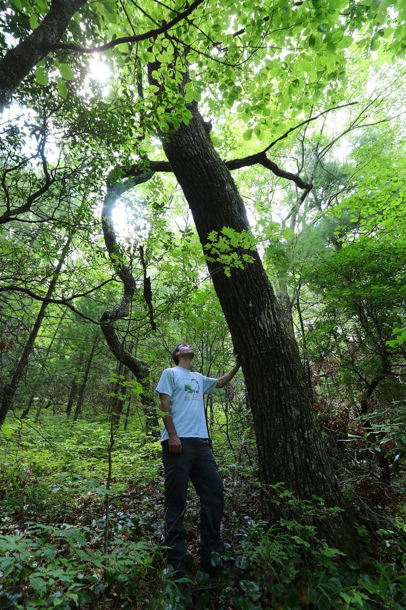 Jess Riddle, executive director of Georgia ForestWatch, checks out a chesnut oak that’s more than 200 years old, part of a virgin forest in the Warwoman Wildlife Management Area. Riddle said only 2 to 3% of the Chattahoochee National Forest is still virgin. This rest has been timbered at least once. CURTIS COMPTON / CCOMPTON@AJC.COM