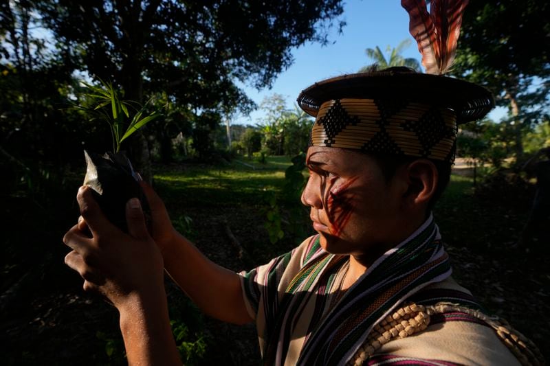 Ashaninka indigenous youth Tayriykari inspects acai trees for reforestation in the Apiwtxa village, Acre state, Brazil, Monday, June 24, 2024. (AP Photo/Jorge Saenz)