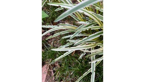 The notches in the leaves of liriope help identify the culprit as black vine weevil. The same notches can appear on rhododendron, azaleas and other shrubs. (Courtesy of Bill Katschilo)