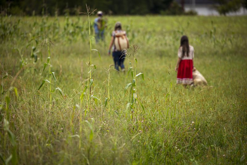 Members Ohe·laku, a non-profit that works with the families planting crops, walk through a field of white corn, heavily damaged by spring rains, as they harvest the corn in its early form known as green corn on the Oneida Indian Reservation, Friday, Aug. 30, 2024, in Oneida, Wis. (AP Photo/Mike Roemer)