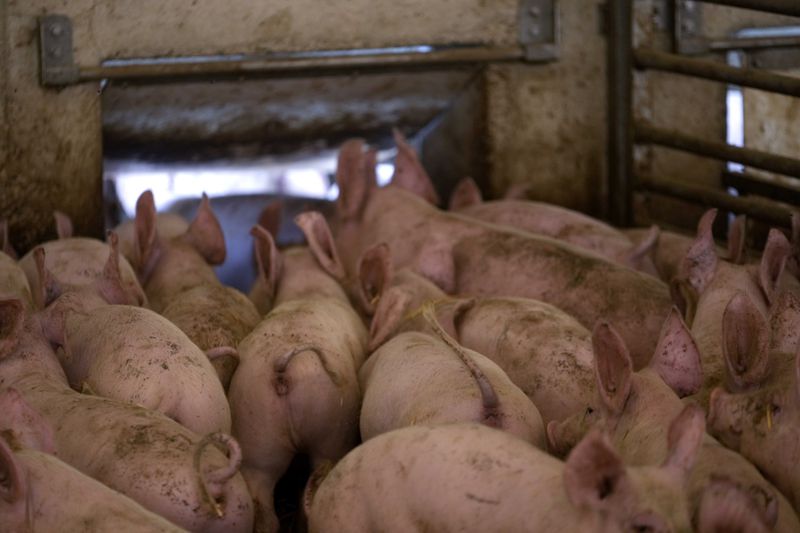 Pigs roam in a shed of the Piggly farm in Pegognaga, near Mantova, northern Italy, Wednesday, Sept. 25, 2024. (AP Photo/Luca Bruno)