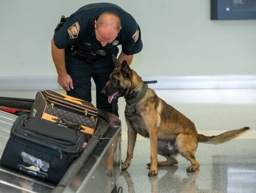 do dogs at the airport sniff for drugs