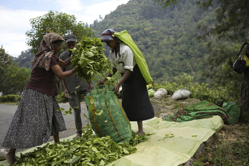 Tea plantation workers gather plucked tea leaves in a sack at Spring Valley Estate in Badulla, Sri Lanka, Tuesday, Sept. 10, 2024. (AP Photo/Eranga Jayawardena)