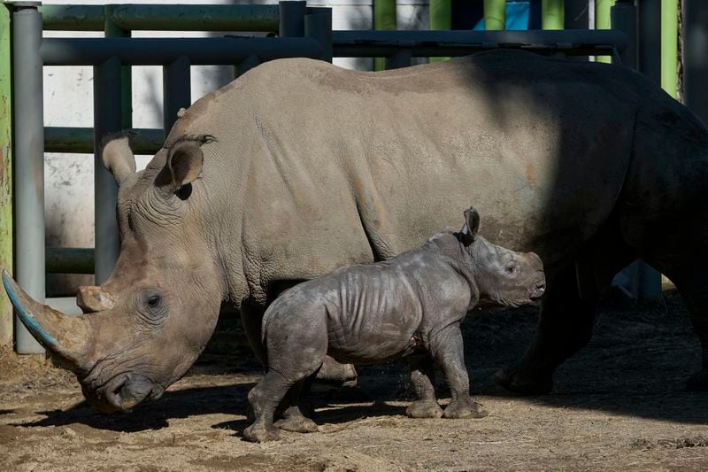 Silverio, a twelve-day-old white rhino, stands next to his mother Hannah during his presentation at the Buin Zoo in Santiago, Chile, Tuesday, July 2, 2024. The baby rhino’s birth is the third of this endangered species born at the Buin. (AP Photo/Esteban Felix)