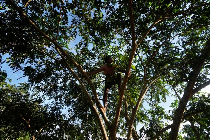 Reforestation worker Leonilson Silva harvests Inga fruits from a tree at Marechal Thaumaturgo, in Acre state, Brazil, Wednesday, June 26, 2024. (AP Photo/Jorge Saenz)