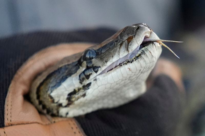 Thomas Aycock, a contractor with the Florida Fish and Wildlife Conservation Commission, shows off an invasive Burmese python caught earlier, as he waits for sunset to hunt pythons, Tuesday, Aug. 13, 2024, in the Florida Everglades. (AP Photo/Wilfredo Lee)