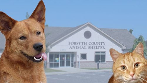 The Forsyth County Animal Shelter is closed to the public until further notice. FORSYTH COUNTY