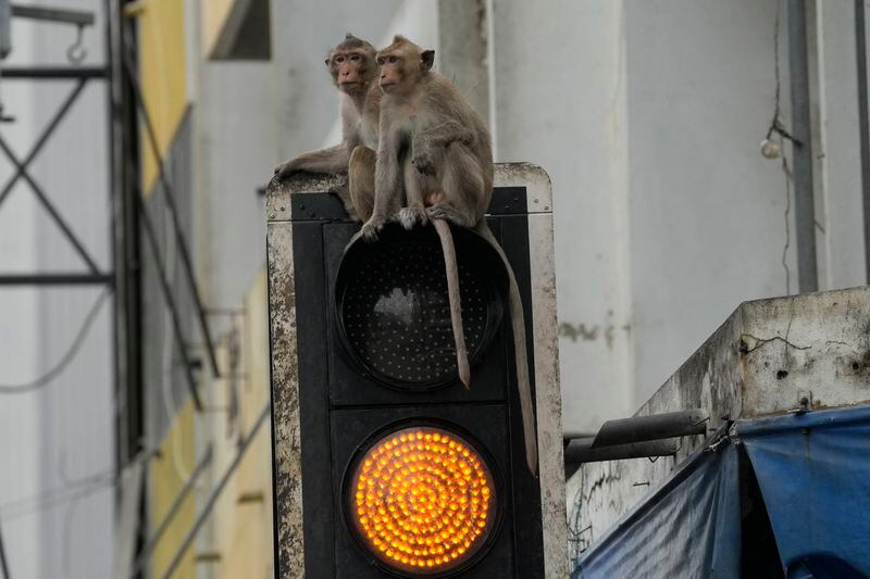 Monkeys sit on traffic lights in Lopburi Province, north of Bangkok, Thailand, Friday, May 24, 2024. A Thai town, run ragged by its ever-growing population of marauding wild monkeys, began the fight-back, Friday, using trickery and ripe tropical fruit. (AP Photo/Sakchai Lalit)