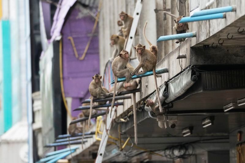 Monkeys climb a building in Lopburi Province, north of Bangkok, Thailand, Friday, May 24, 2024. A Thai town, run ragged by its ever-growing population of marauding wild monkeys, began the fight-back, Friday, using trickery and ripe tropical fruit. (AP Photo/Sakchai Lalit)