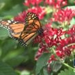 Chattahoochee Nature Center offers butterfly exhibit