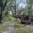 A pedestrian stands in front of an uprooted tree that is blocking a road on Friday, September 27, 2024 in Savannah, GA. (AJC Photo/Katelyn Myrick)