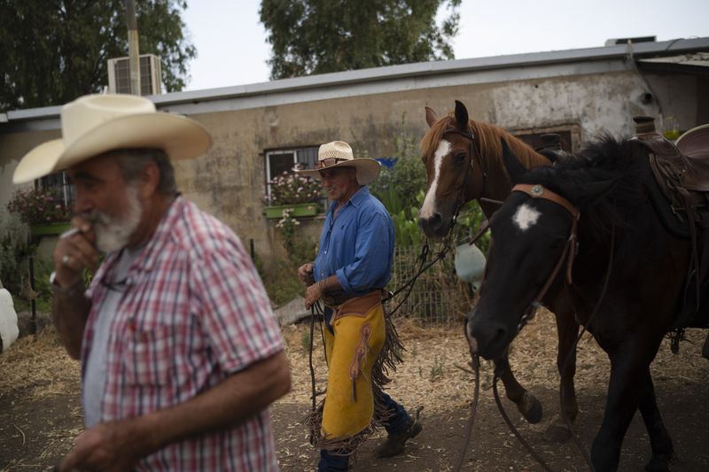 Cowboys from the Merom Golan kibbutz Ychiel Alon, 61 and Arnon Notman, 73, left, prepare their horses to gather the cattle on an area in the Israeli-controlled Golan Heights, Monday, June 24, 2024. (AP Photo/Leo Correa)