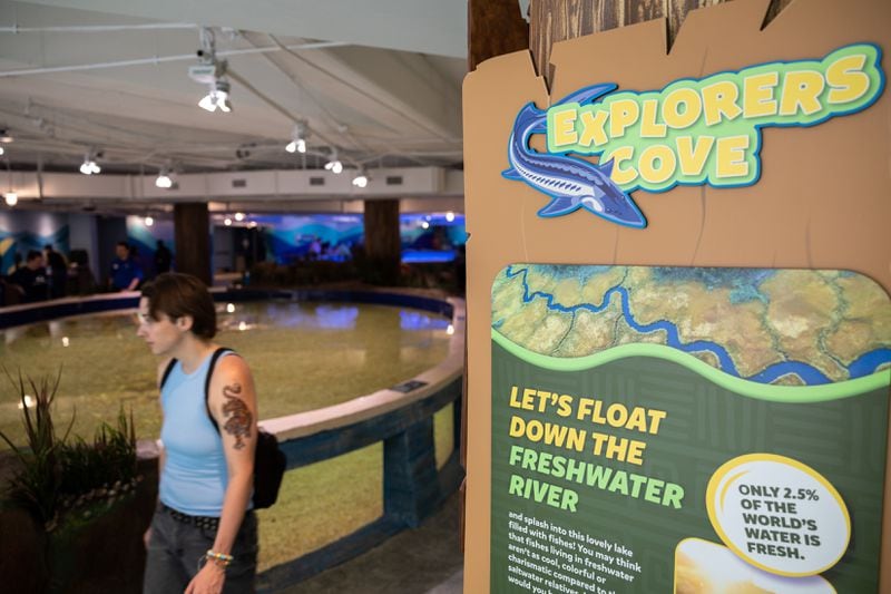 A guest walks by during the soft opening of the Explorers Cove exhibition at the Georgia Aquarium in Atlanta on Wednesday, August 14, 2024. (Arvin Temkar/AJC)