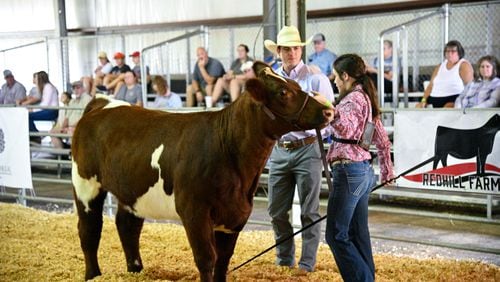 Livestock shows are a staple of many fairs, including the Chattahoochee Mountain Fair in Clarkesville. Courtesy of Chattahoochee Mountain Fair