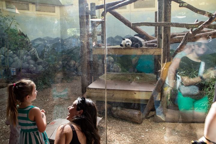 Giant Panda farewell as they go back to China