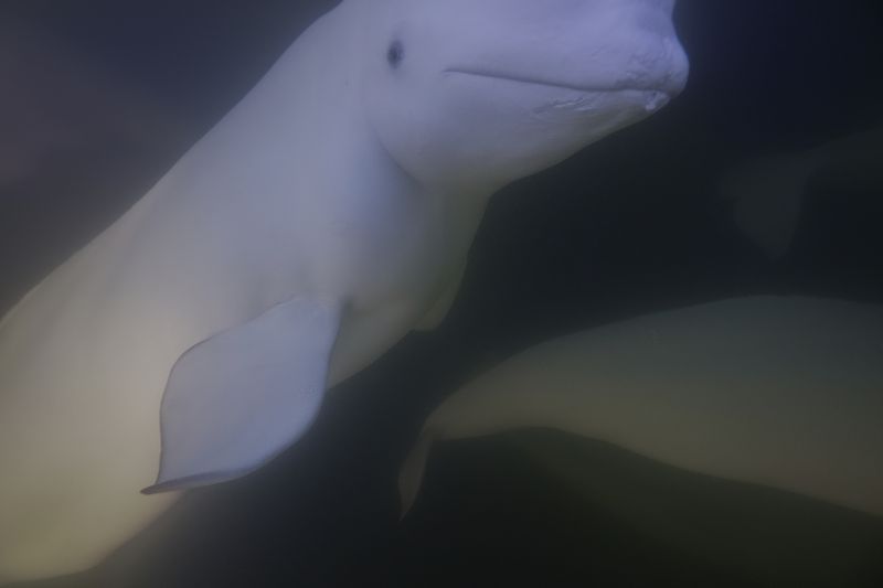 A beluga whale swims through the Churchill River, Sunday, Aug. 4, 2024, near Churchill, Manitoba. (AP Photo/Joshua A. Bickel)