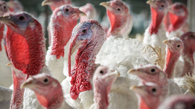 10to12 Xxx Video - Will Georgia have a turkey shortage?