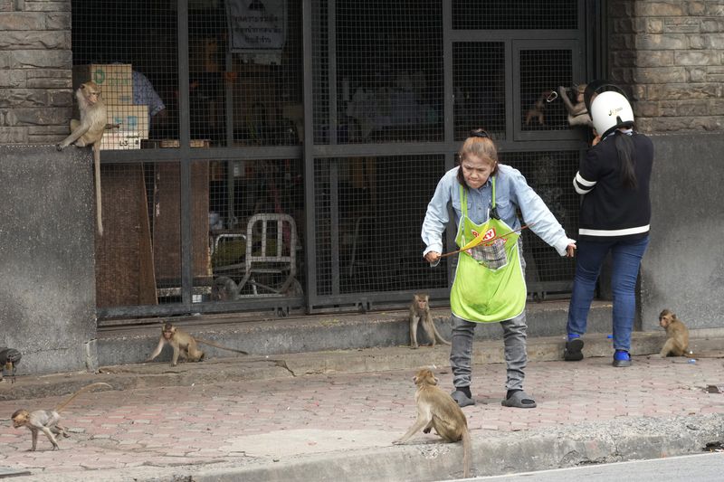 A worker chases monkeys away from a customer at an auto-part shop in Lopburi Province, north of Bangkok, Thailand, Friday, May 24, 2024. A Thai town, run ragged by its ever-growing population of marauding wild monkeys, began the fight-back, Friday, using trickery and ripe tropical fruit. (AP Photo/Sakchai Lalit)
