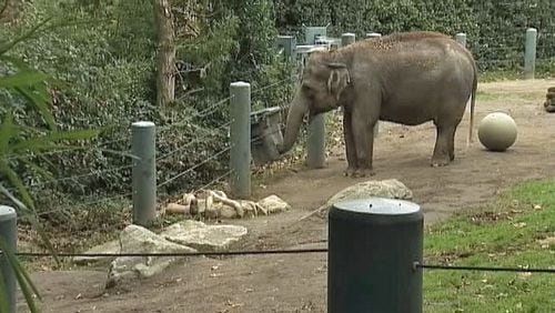 One of the elephants at Woodland Park Zoo.