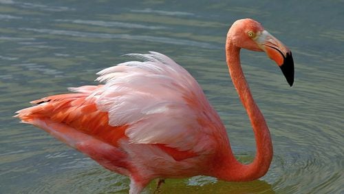 The American flamingo (shown here) is a native of the Caribbean Sea area and other tropical areas farther south. Wild flamingos have now been spotted on Georgia's coast, the bird's first known appearance ever in the state. (Courtesy of Charles J. Sharp/Creative Commons)