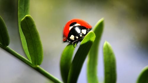 A ladybug crawls on new honey mesquite leaves as recovery from a 2005 wildfire continues at Big Morongo Wildlife Preserve on April 11, 2007 in Morongo Valley, California.