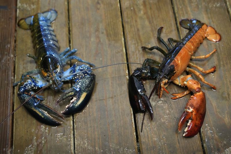 Blue and two-toned lobsters are seen in a marine sciences lab at the University of New England, Thursday, Sept. 5, 2024, in Biddeford, Maine. (AP Photo/Robert F. Bukaty)