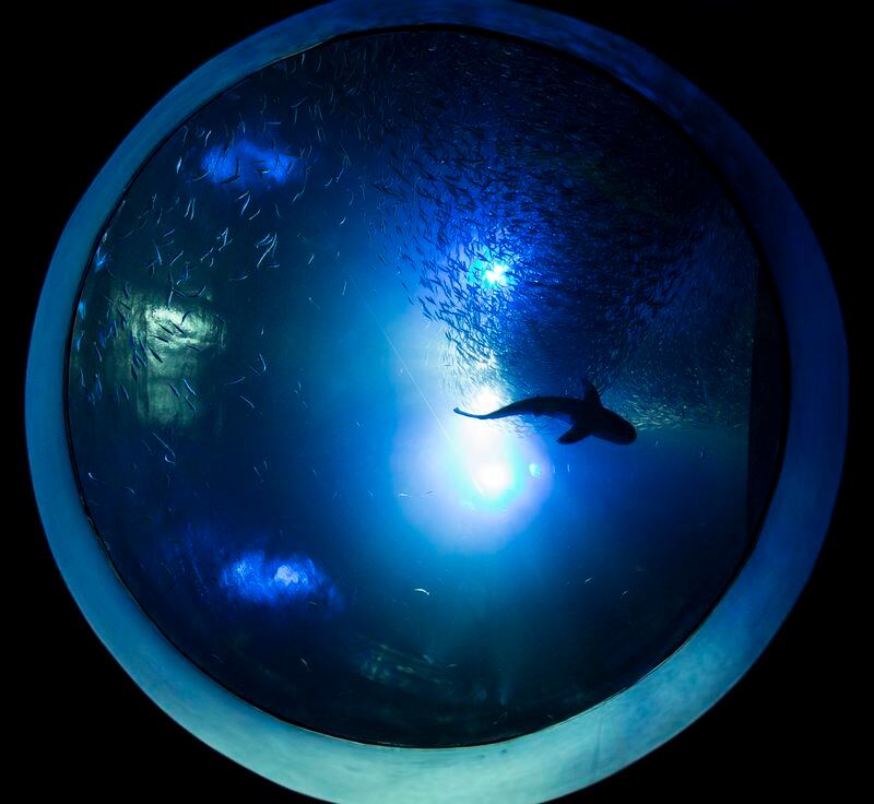 Seen from below, the "Bait Ball" is a basement-to-second-floor, see-through aquatic sheath in which thousands of herring share space with sharks. (Aaron Johnson/Wonders of Wildlife)