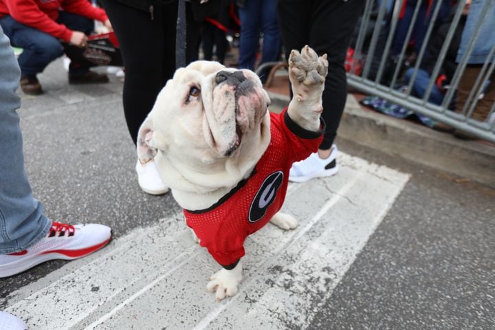 Kirby, a bulldog, awaits at the dog walk entrance while he greets fans with high fives during the victory parade in downtown Athens on Saturday, January 15, 2022 Miguel Martinez for The Atlanta Journal-Constitution