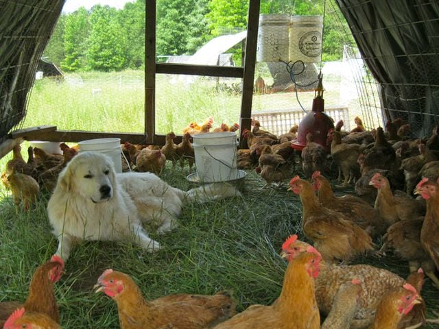 Chicken farming