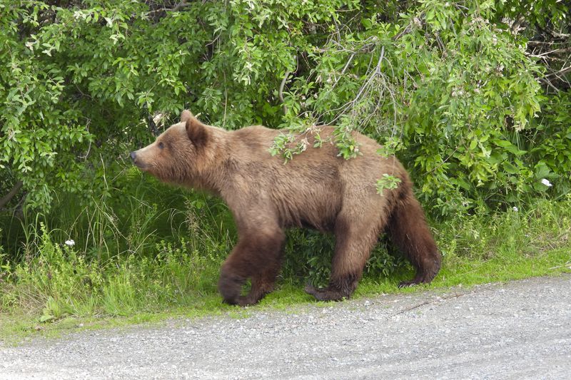 This image provided by the National Park Service shows bear 519 at Katmai National Park in Alaska on June 29, 2024. (T. Carmack/National Park Service via AP)