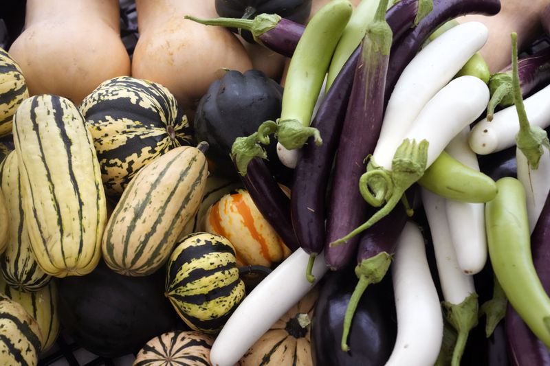 A selection of squash, left, and eggplant, right, are stacked after being washed to be packaged for a community share program at Fresh Start Farm, Aug. 19, 2024, in Dunbarton, N.H. (AP Photo/Charles Krupa)