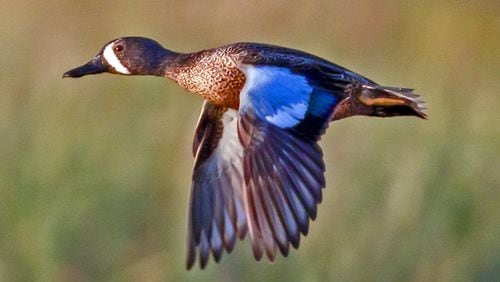 The blue-winged teal (male shown here) begins fall migration south in August, long before other migratory duck species. The bird is known for its intolerance to cold weather. (Courtesy of Dan Pancamo/Creative Commons)