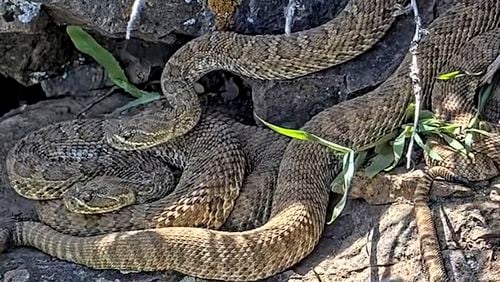 FILE - This undated image made from a video provided by Project RattleCam shows a "mega den" of rattlesnakes in a remote location in northern Colorado. (Project RattleCam via AP, File)