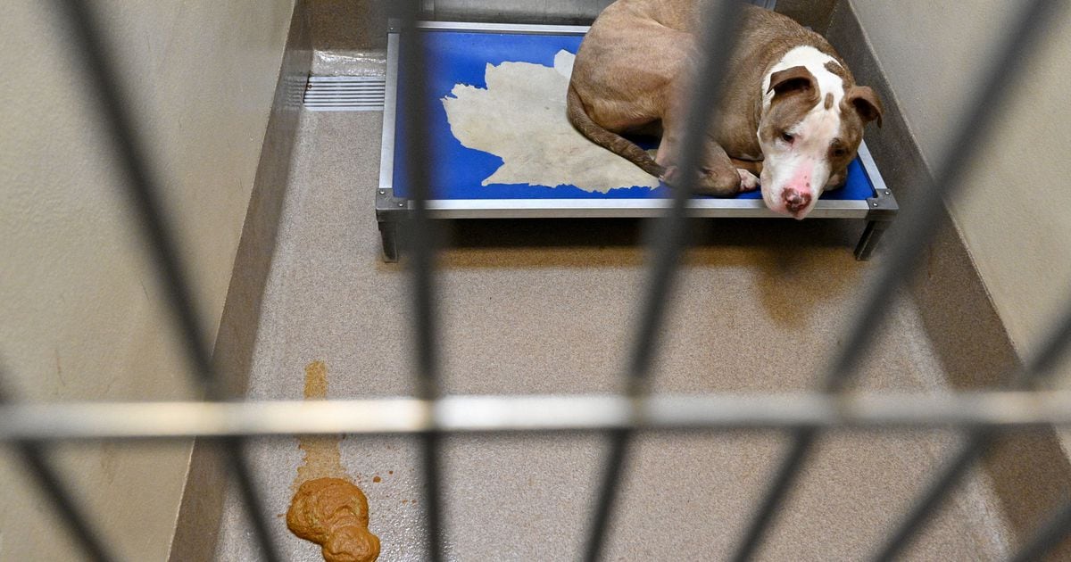DeKalb CEO to meet with LifeLine over animal shelter issues