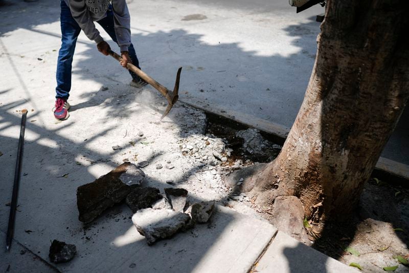 A member of The Tree Army, a group that works to improve the urban forest, break concrete covering tree roots in Mexico City, Monday, Aug. 26, 2024. (AP Photo/Eduardo Verdugo)